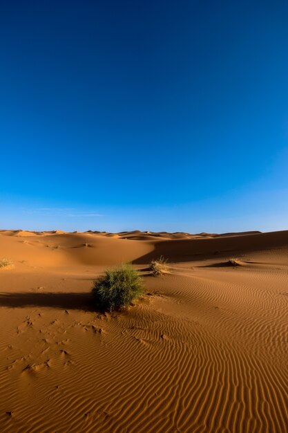 Tiro vertical de dunas de areia com arbustos sob um céu azul claro durante o dia
