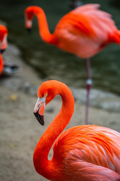 Tiro vertical de flamingos em seu habitat