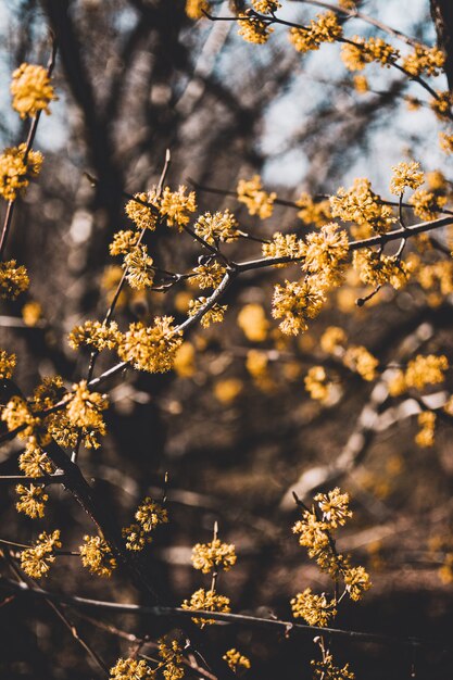 Tiro vertical de flores amarelas com fundo desfocado natural em um dia ensolarado