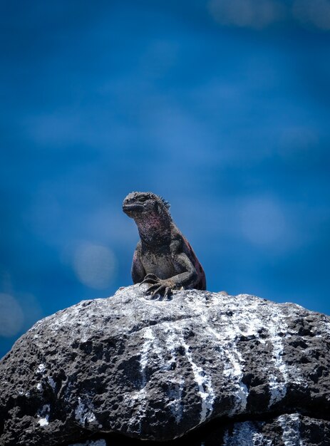 Tiro vertical de iguana marinha em pé sobre uma rocha