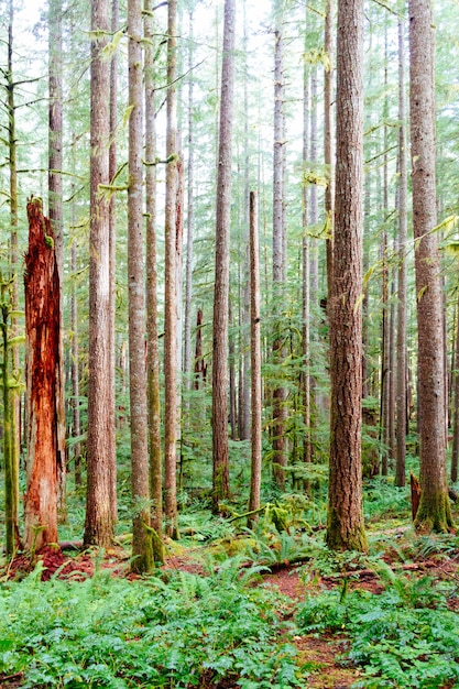 Tiro vertical de troncos finos, rodeado por grama verde em uma floresta