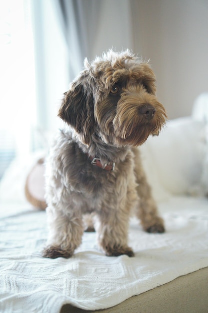 Tiro vertical de um adorável cão pequeno terrier dentro de casa