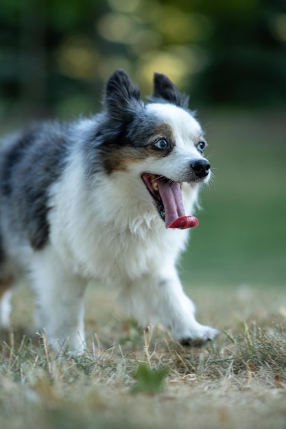Tiro vertical de um cachorro cinza e branco engraçado na grama