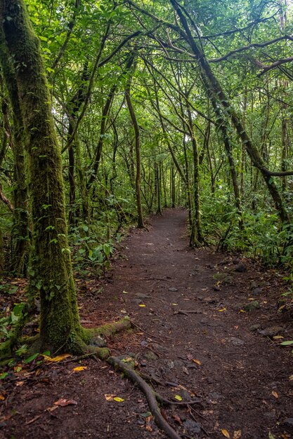 Tiro vertical de um caminho no meio da floresta verde