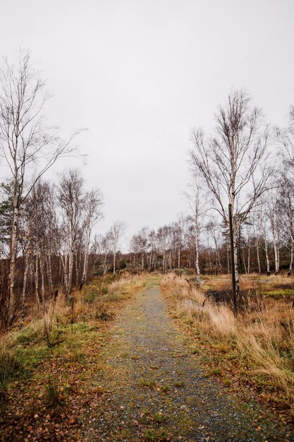 Tiro vertical de um caminho no meio de uma floresta com árvores sem folhas, sob um céu nublado