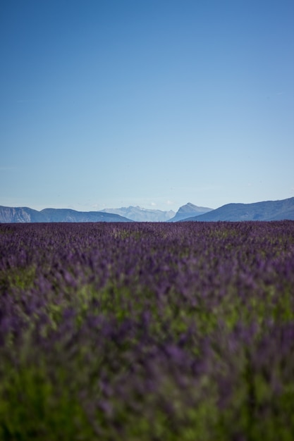 Foto grátis tiro vertical de um campo de lavanda roxo lindo com lindo céu calmo e colinas nas costas