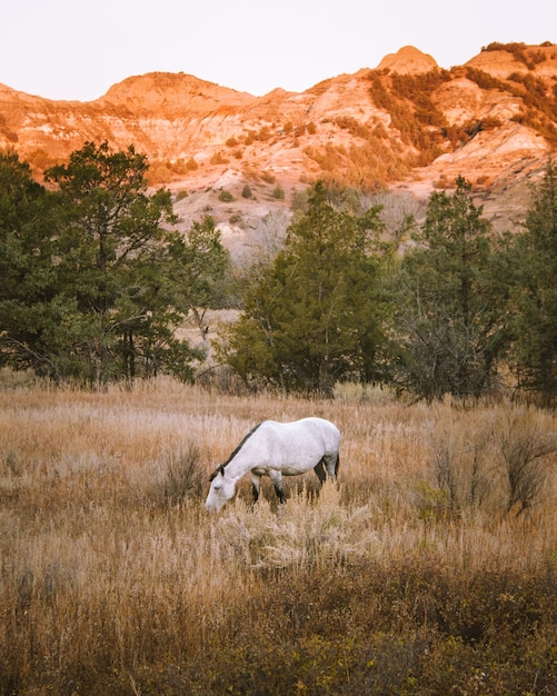 Tiro vertical de um cavalo branco em um campo gramado seco com uma montanha ao fundo