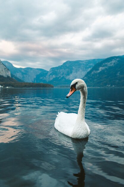 Tiro vertical de um cisne branco nadando no lago em Hallstatt. Áustria