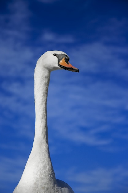 Tiro vertical de um cisne fofo com um céu azul turva