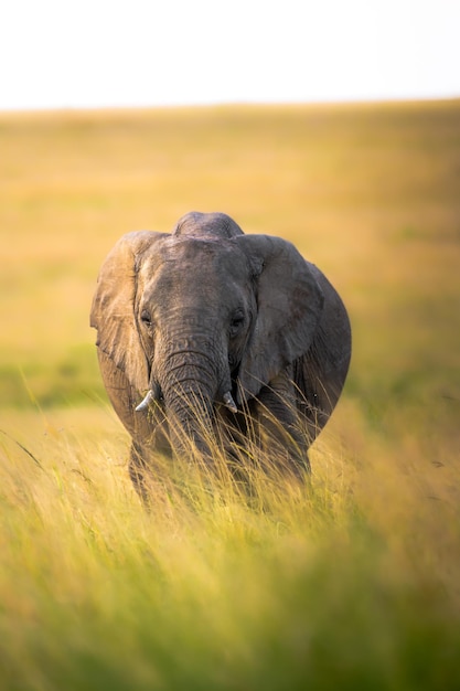 Tiro vertical de um elefante cinza em um prado