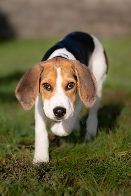 Tiro vertical de um filhote de cachorro beagle ao ar livre