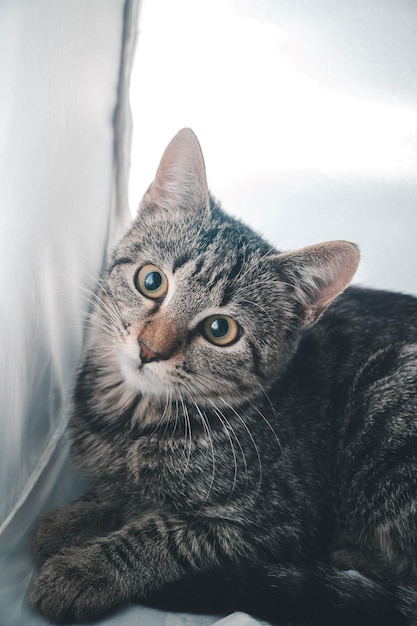 Tiro vertical de um gato cinza fofo olhando para cima
