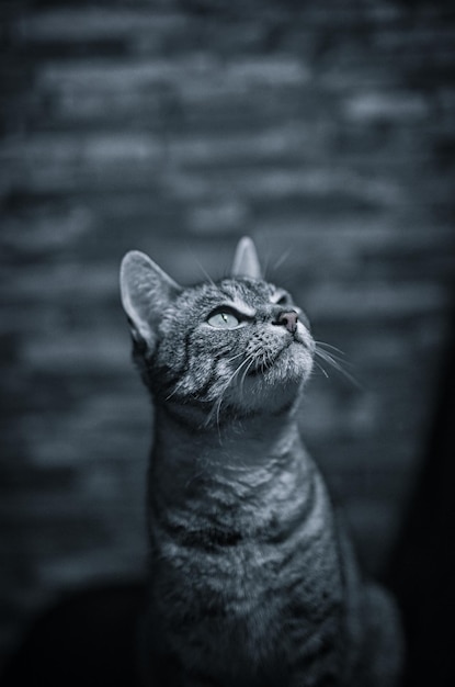 Foto grátis tiro vertical de um gato europeu fofo