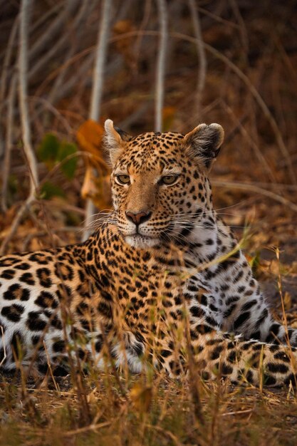 Tiro vertical de um leopardo em seu habitat no safári em Okavanga Delta Botswana