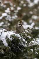 Foto grátis tiro vertical de um pardal sentado em um galho de árvore coberto de neve