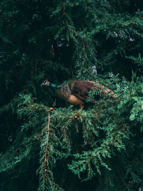 Tiro vertical de um pavão empoleirado em um pinheiro