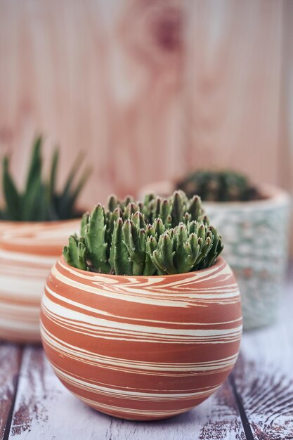 Tiro vertical de um pequeno cacto em vaso sobre a mesa em um jardim