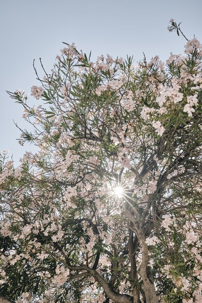 Tiro vertical de uma árvore de flor rosa com o sol brilhando através dos ramos