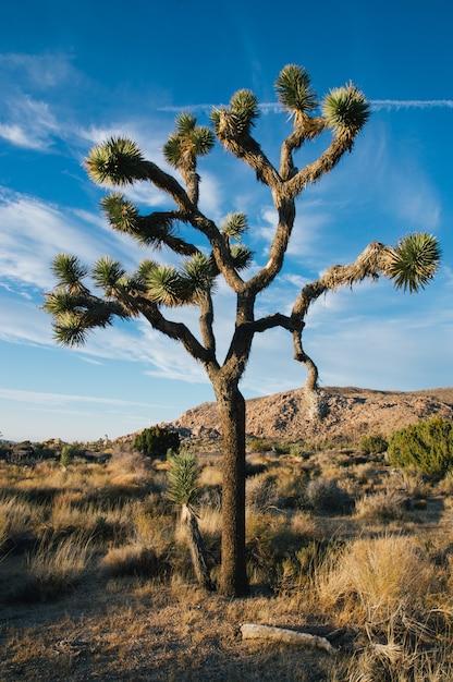 Tiro vertical de uma árvore do deserto em um campo seco com céu nublado azul