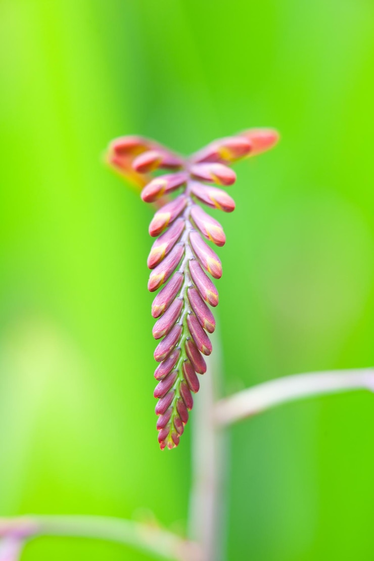 Foto grátis tiro vertical de uma flor em um ambiente natural