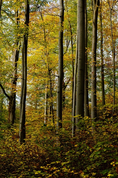 Foto grátis tiro vertical de uma floresta com árvores folhosas amarelas e verdes