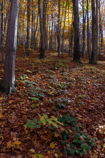 Tiro vertical de uma floresta com folhas caídas no chão na montanha Medvednica no outono