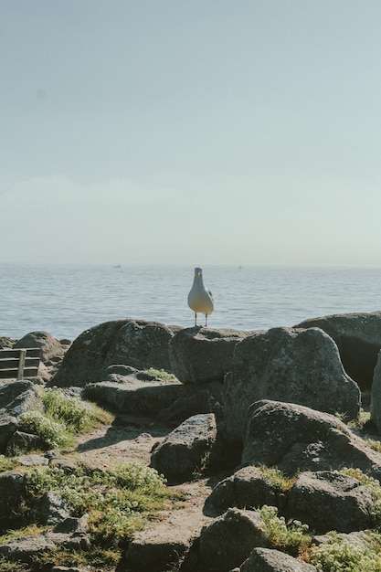 Tiro vertical de uma gaivota em pé sobre uma rocha, olhando para a câmera
