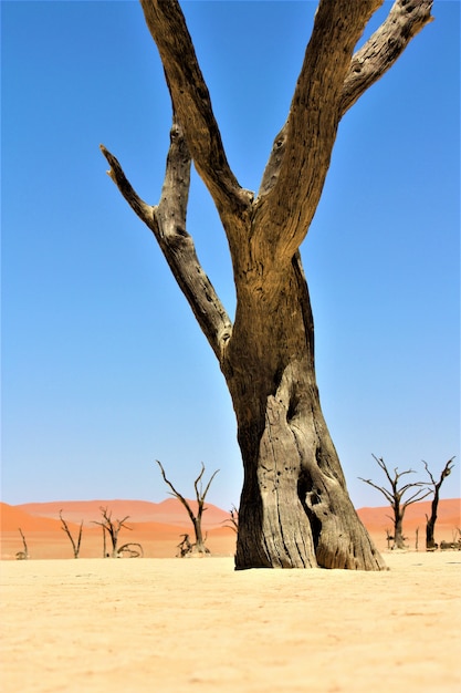 Foto grátis tiro vertical de uma grande árvore sem folhas em um deserto com dunas de areia e céu claro