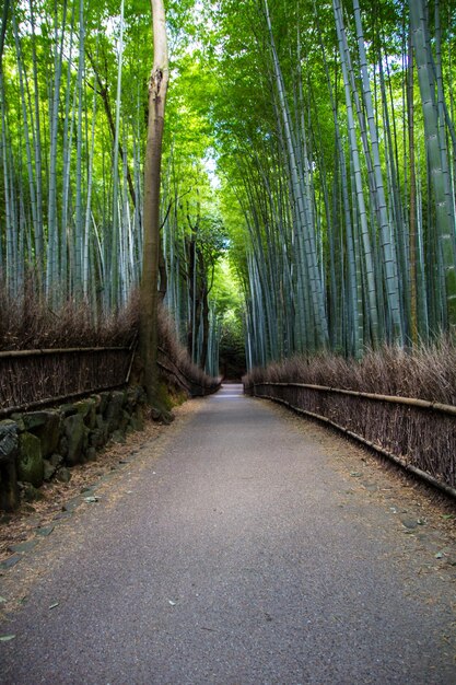 Tiro vertical de uma longa trilha através de um bosque de bambu em Kyoto Japão