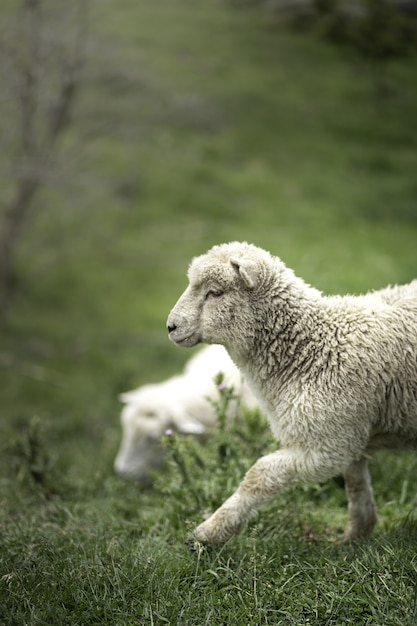 Tiro vertical de uma ovelha branca bonita na grama verde