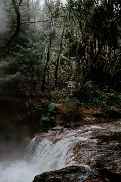 Tiro vertical de uma poderosa cachoeira na floresta cercada por árvores verdes