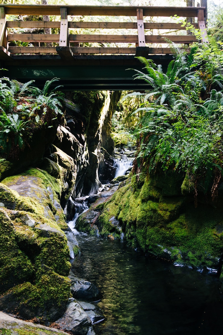 Foto grátis tiro vertical de uma ponte sobre uma cachoeira que flui no rio no meio de uma floresta