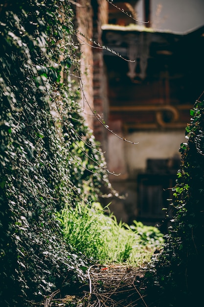 Tiro vertical do close up das plantas em uma parede