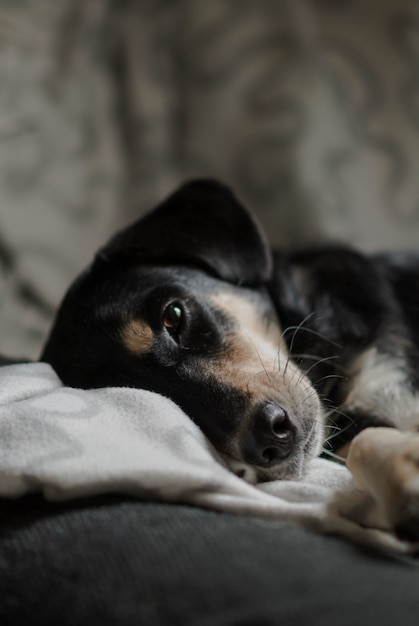 Tiro vertical do close up de um cão companheiro bonito com olhos amáveis, deitada na cama