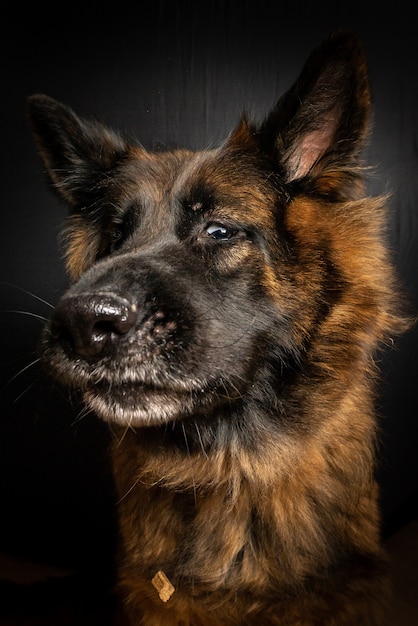 Tiro vertical do close up de um cão marrom