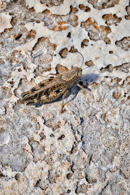 Tiro vertical do close up de um inseto da efemérida em um chão arenoso