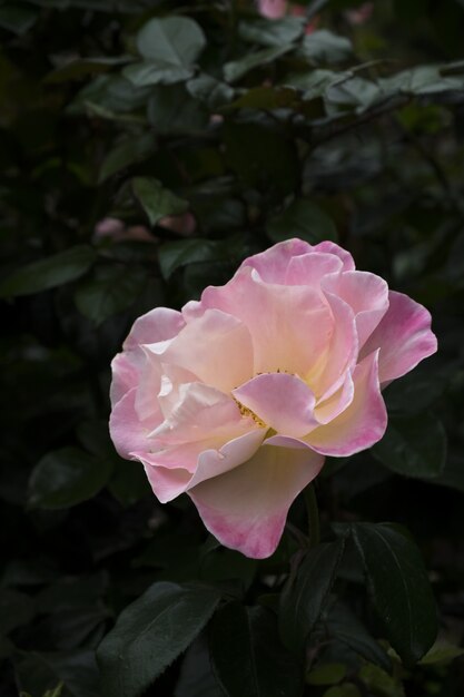 Tiro vertical do close up de uma flor cor-de-rosa com um natural borrado