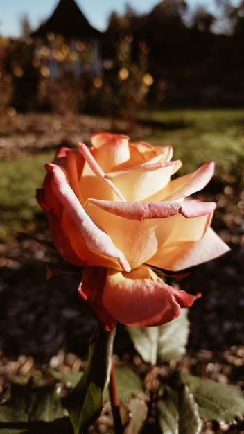 Tiro vertical do close up de uma linda flor rosa