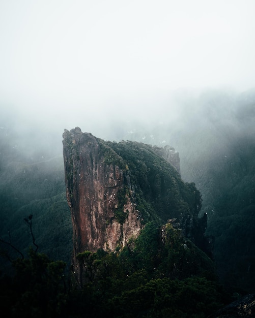 Tiro vertical do penhasco com vegetação na floresta cercada por nevoeiro na Nova Zelândia