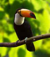 Foto grátis toco toucan (ramphastos toco)