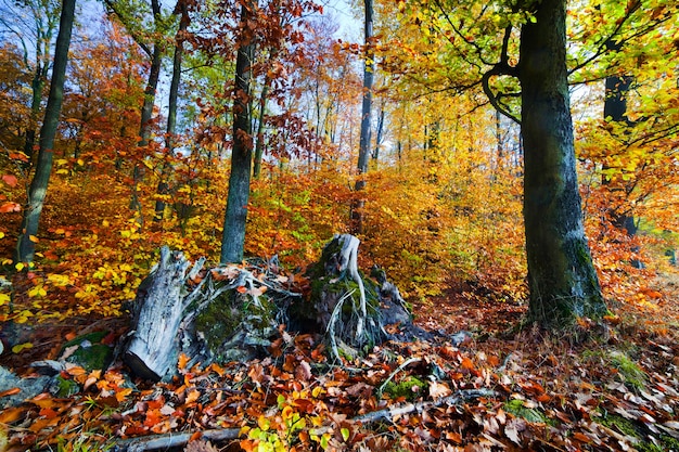 tocos de árvores e folhas de outono