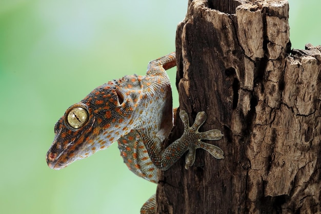 Tokek closeup boca aberta em madeira animal closeup tokek lagarto closeup