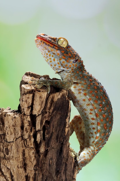 Tokek closeup boca aberta em madeira animal closeup tokek lagarto closeup