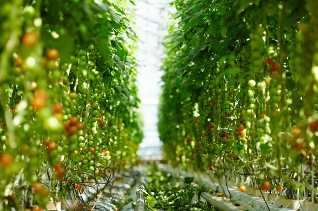 Tomates amadurecendo