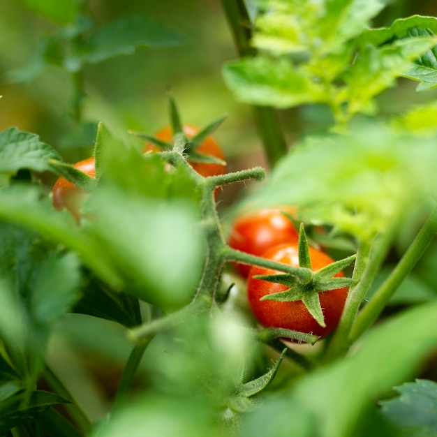 Tomates deliciosos escondidos nas folhas verdes