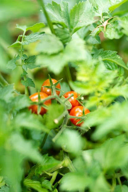 Tomates orgânicos escondidos nas folhas verdes