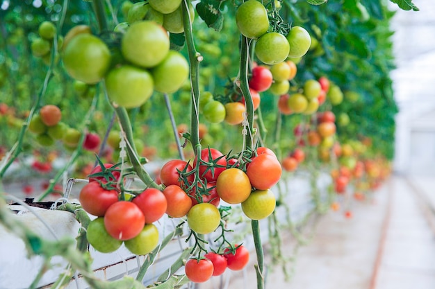 Tomates verdes, amarelos e vermelhos pendurados em suas plantas dentro de uma estufa.