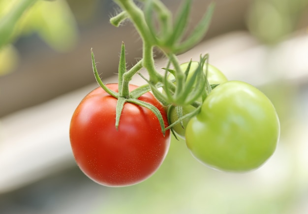 Foto grátis tomates vermelhos e verdes