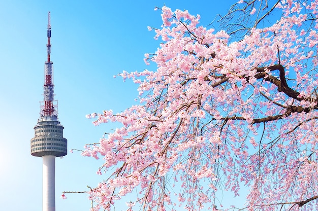 Torre de seul e flor de cerejeira rosa, temporada de sakura na primavera, seul na coreia do sul