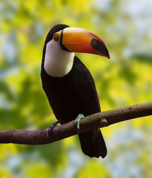 Toucan sobre o fundo da natureza